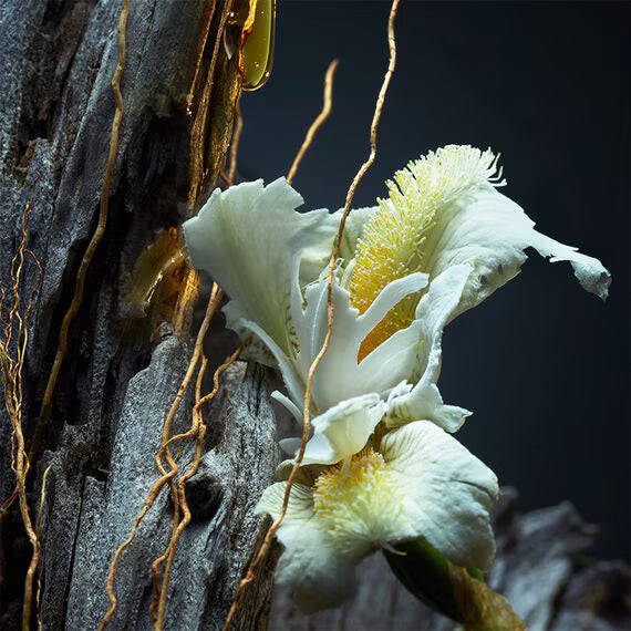 Guerlain Vetiver Parfum