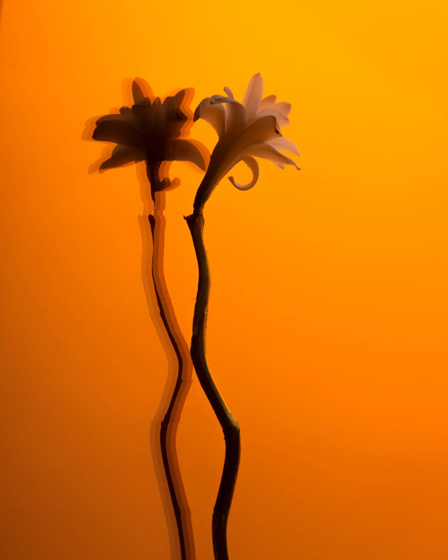 BDK Tubereuse Imperiale