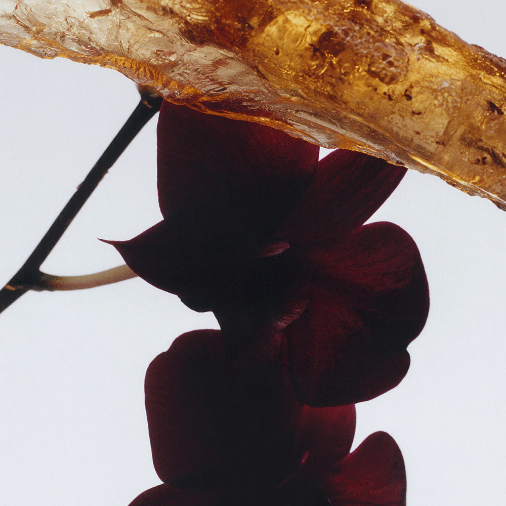 Jo Malone Dark Amber & Ginger Lily