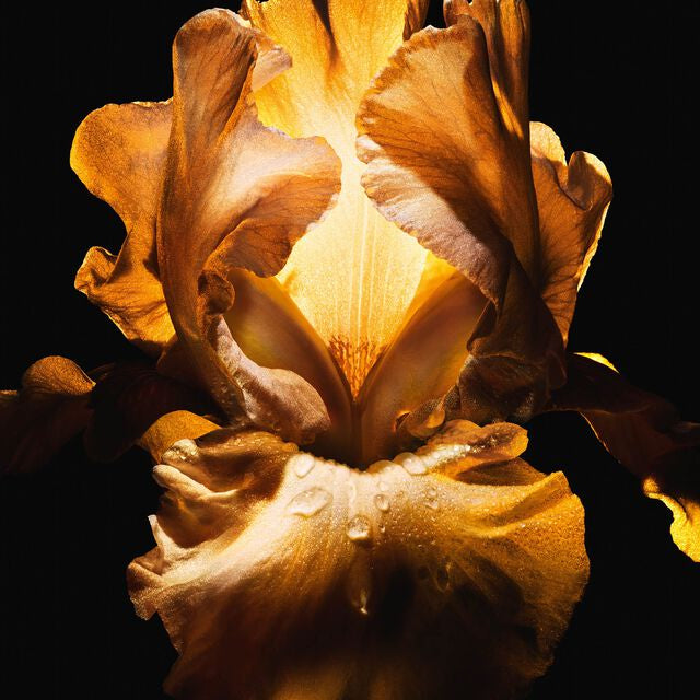 Dior Homme Parfum (2014)