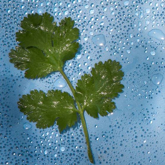 Maison Margiela Replica Sailing Day