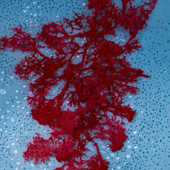 Maison Margiela Replica Sailing Day