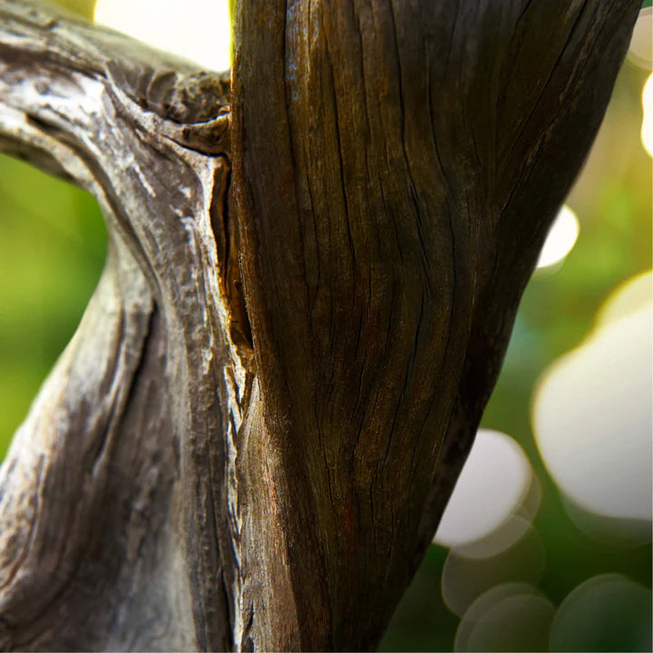 BVLGARI Man Wood Essence