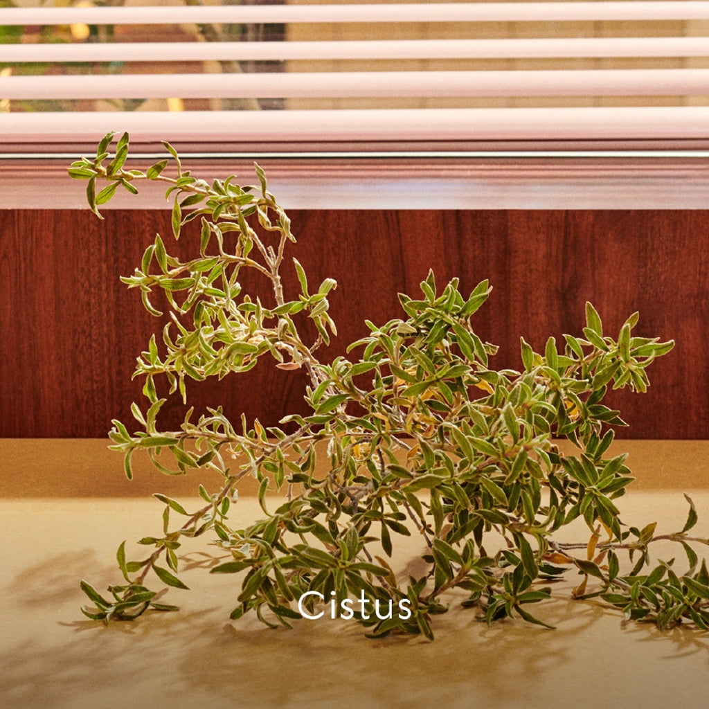 Gucci Guilty Parfum Pour Homme